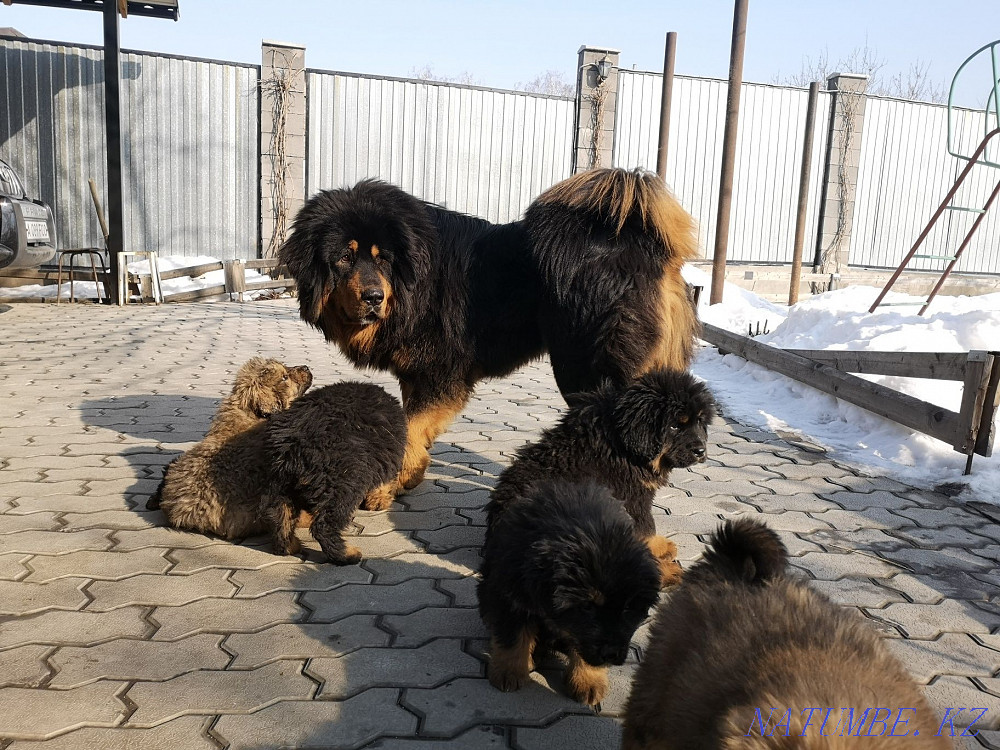 Тибет мастифінің күшіктері  Алматы - изображение 1