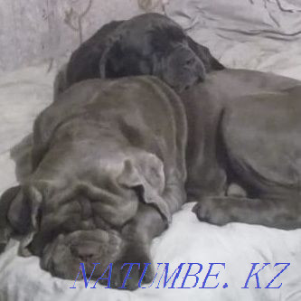 Неаполитандық қыз мастино сатылады  Алматы - изображение 4