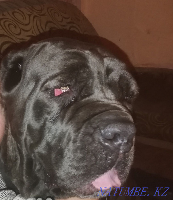 Неаполитандық қыз мастино сатылады  Алматы - изображение 5