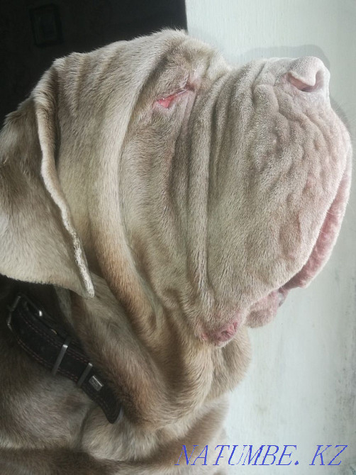 Неаполитандық қыз мастино сатылады  Алматы - изображение 3