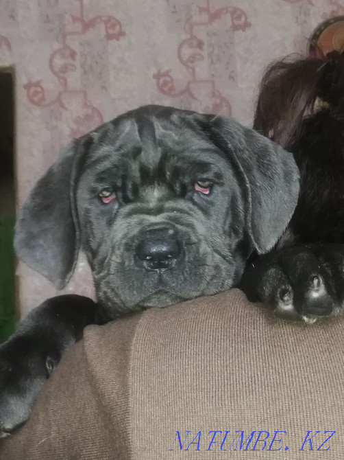 Неаполитандық қыз мастино сатылады  Алматы - изображение 1