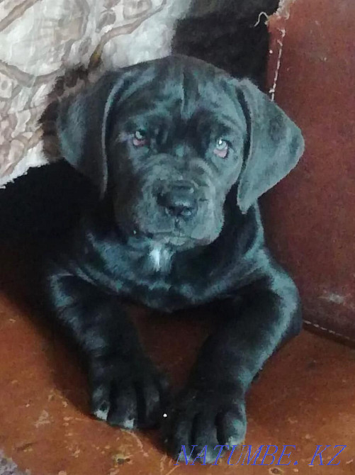 Неаполитандық қыз мастино сатылады  Алматы - изображение 2