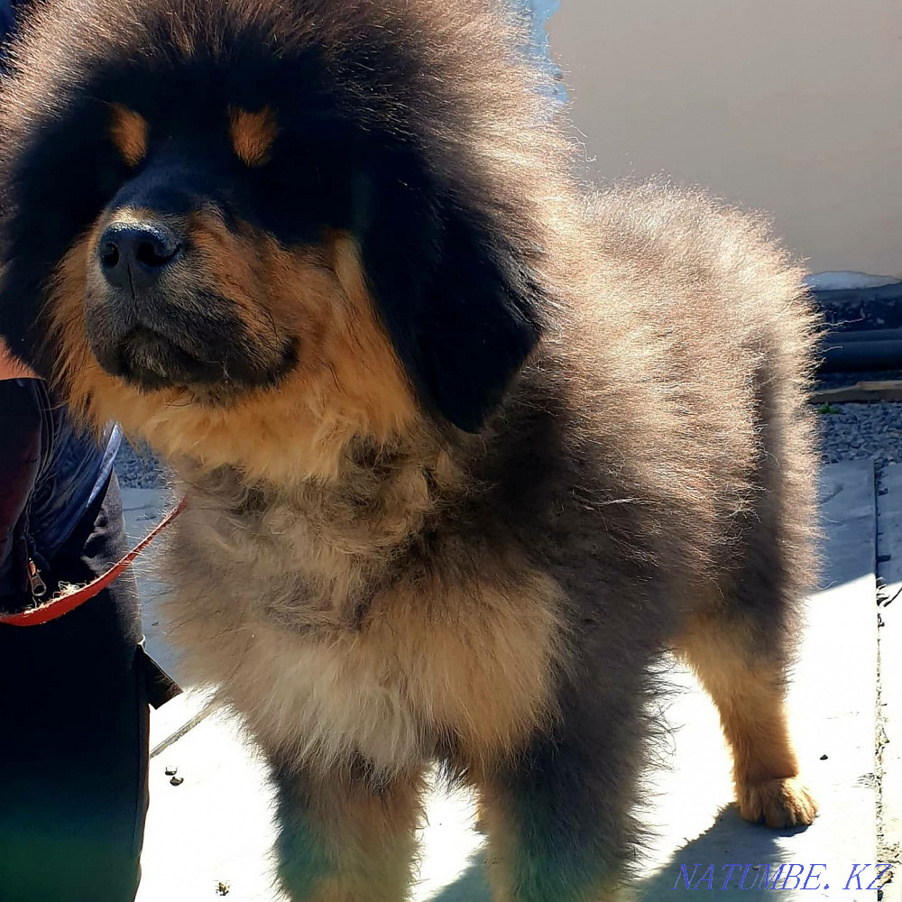 Tibetan mastiff puppies! Chinese! Almaty - photo 5