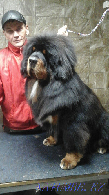 Tibetan mastiff puppies! Chinese! Almaty - photo 2