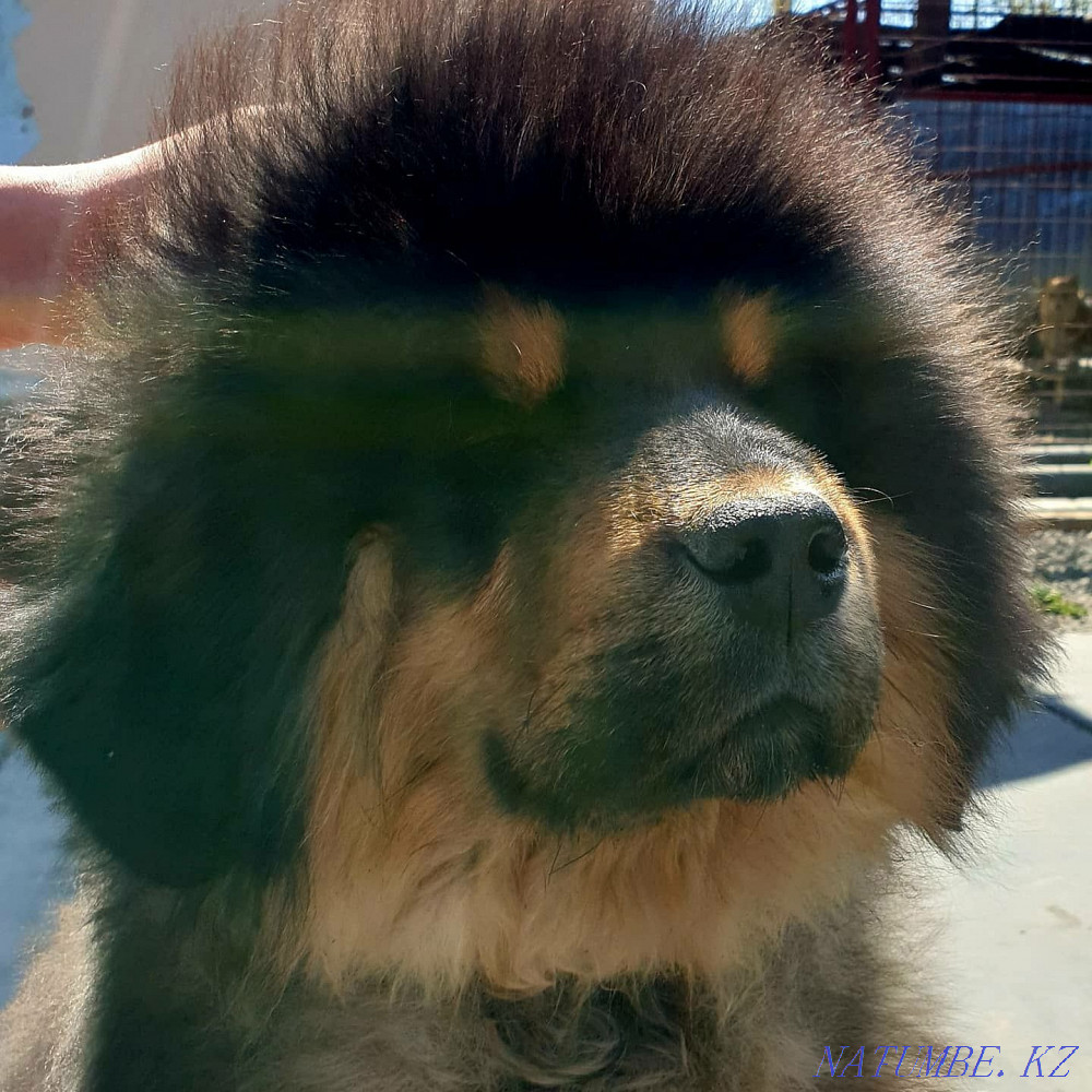 Tibetan mastiff puppies! Chinese! Almaty - photo 6