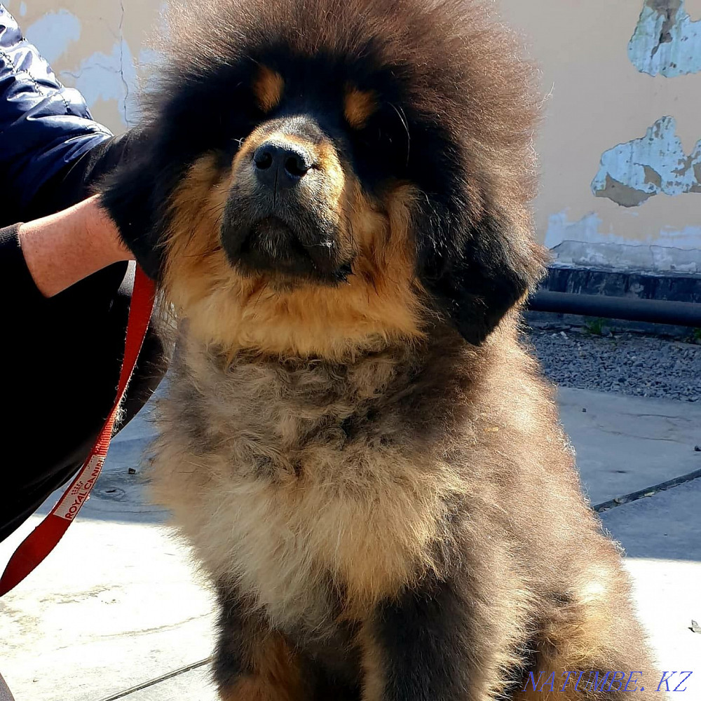 Tibetan mastiff puppies! Chinese! Almaty - photo 3