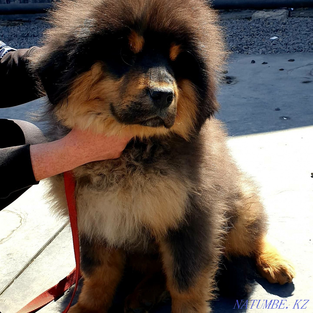 Tibetan mastiff puppies! Chinese! Almaty - photo 4