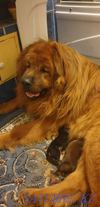 Tibetan mastiff puppies! Chinese! Almaty - photo 1