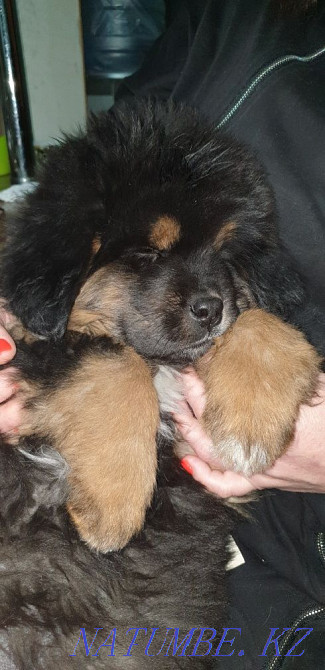 Щенки тибетского мастифа! Алматы - изображение 1