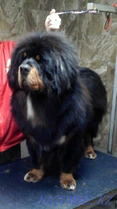 Щенки тибетского мастифа! Алматы - изображение 2