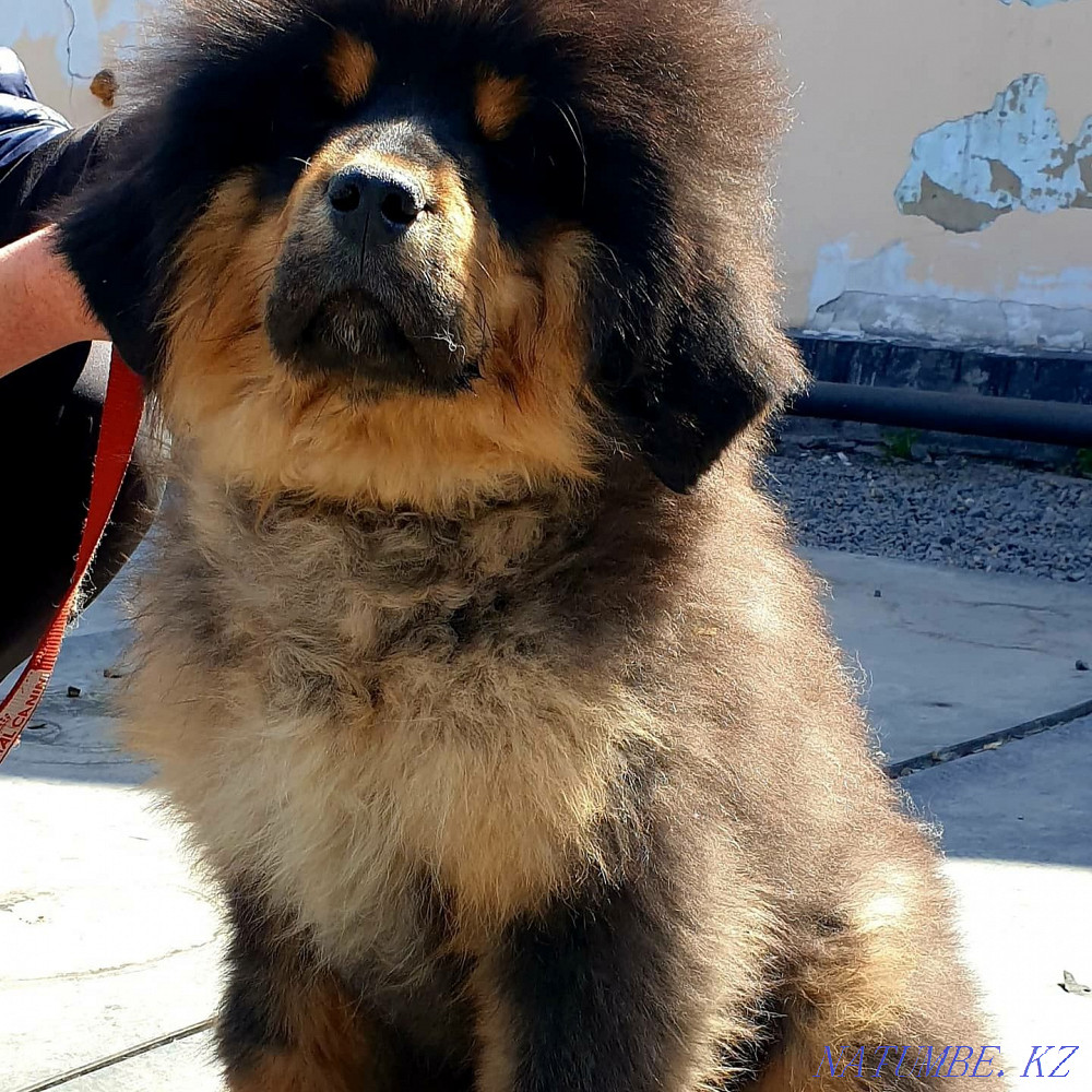 Щенки тибетского мастифа! Алматы - изображение 7