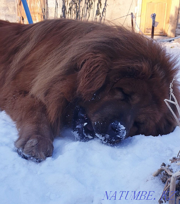 Щенки тибетского мастифа! Алматы - изображение 3