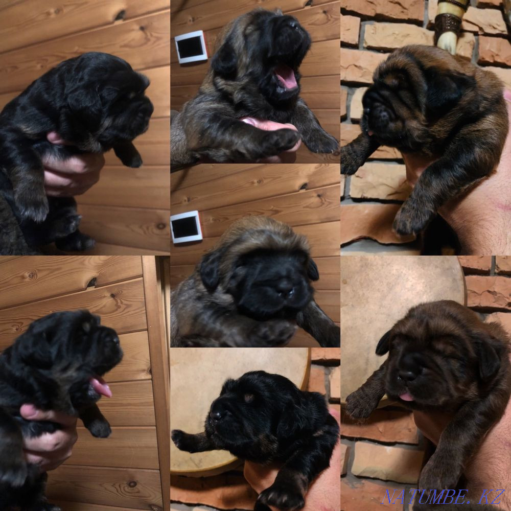 Высокопородные щенки Тибетского Мастифа Алматы - изображение 1