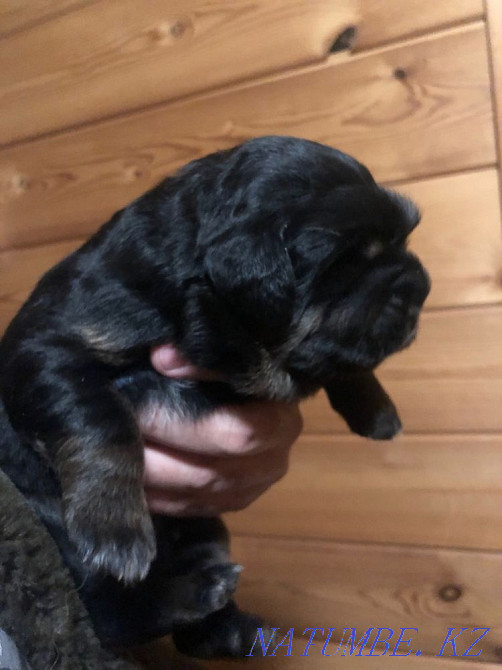 Высокопородные щенки Тибетского Мастифа Алматы - изображение 3
