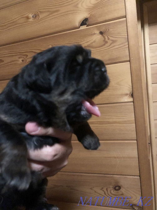 Высокопородные щенки Тибетского Мастифа Алматы - изображение 4