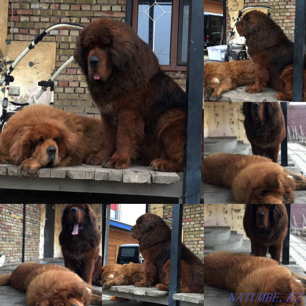 Высокопородные щенки Тибетского Мастифа Алматы - изображение 2