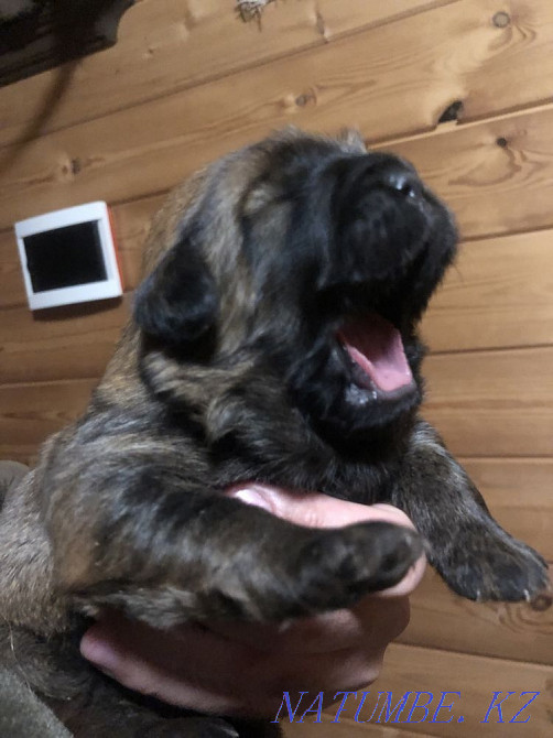 Высокопородные щенки Тибетского Мастифа Алматы - изображение 5