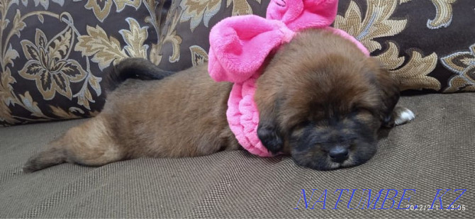 High pedigree Aboriginal Tibetan mastiff puppies Almaty - photo 1