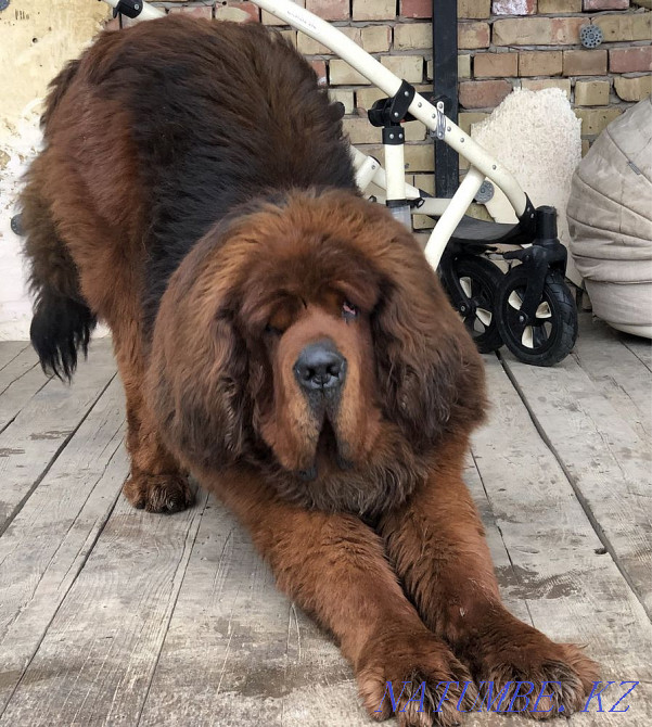 Высокопородные Щенки Аборегенного Тибетского мастифа Алматы - изображение 5