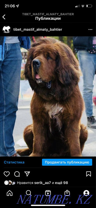 Высокопородные Щенки Аборегенного Тибетского мастифа Алматы - изображение 4