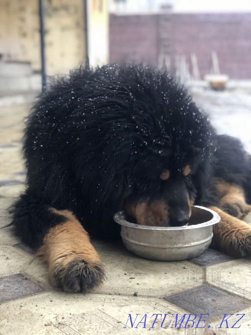 Высокопородные Щенки Аборегенного Тибетского мастифа Алматы - изображение 3