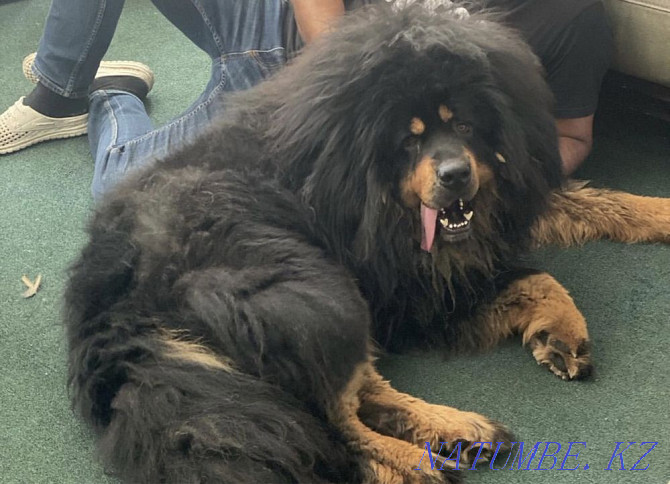 Shenks Tibetan Mastiff Almaty - photo 3