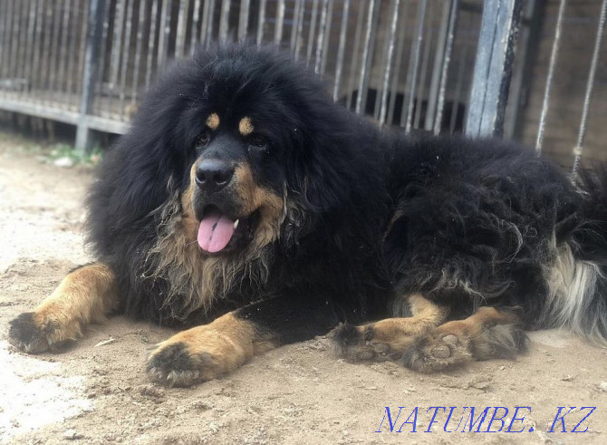 Shenks Tibetan Mastiff Almaty - photo 5