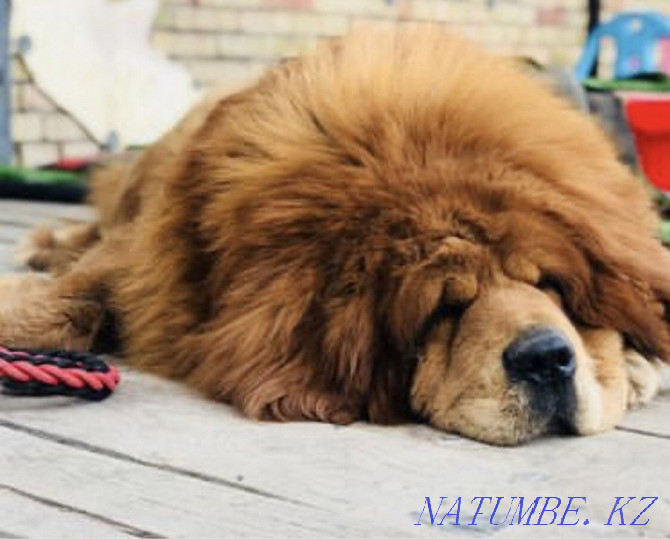 Shenks Tibetan Mastiff Almaty - photo 2