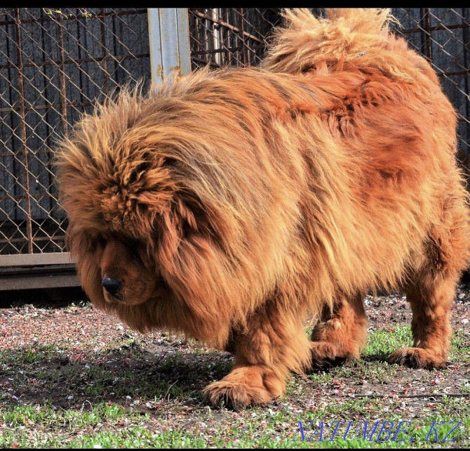 Shenks Tibetan Mastiff Almaty - photo 1