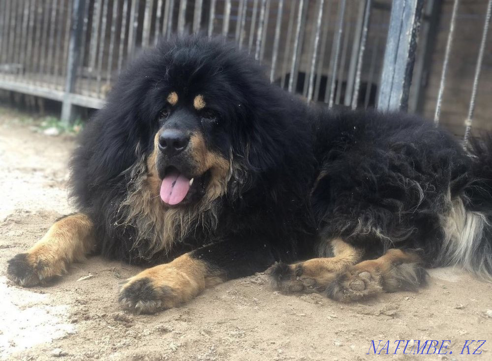 Шенкс тибет мастифі  Алматы - изображение 5