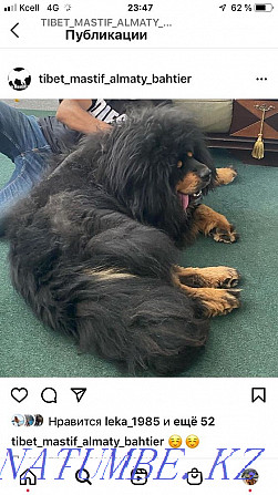 Reservation for high-bred puppies of the Tibetan Mastiff! Almaty - photo 2