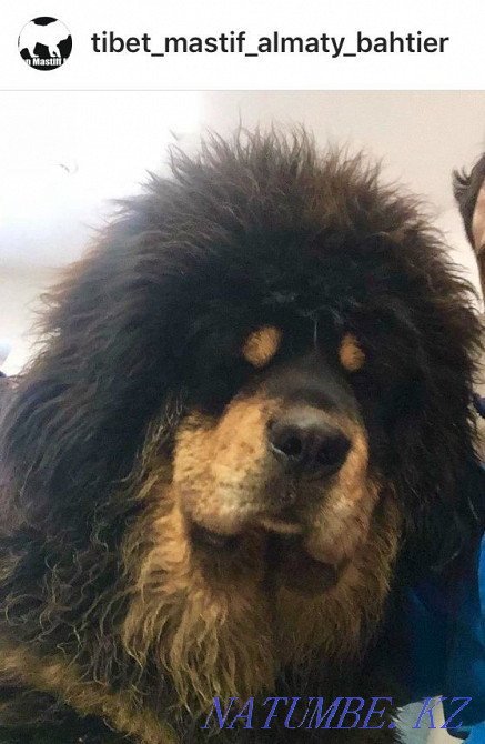 Тибет мастифінің жоғары тұқымды күшіктеріне тапсырыс!  Алматы - изображение 1