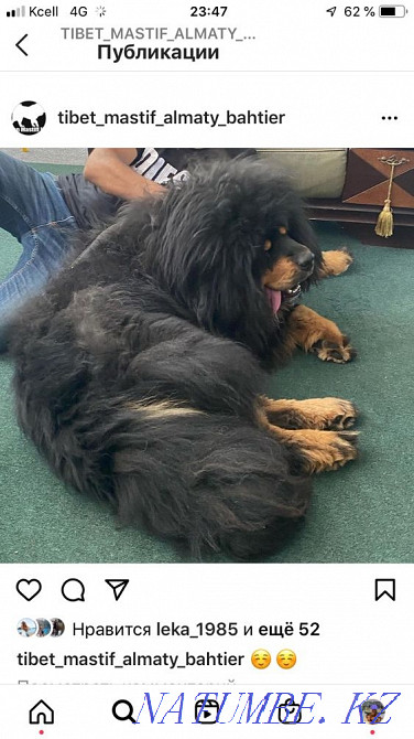 Тибет мастифінің жоғары тұқымды күшіктеріне тапсырыс!  Алматы - изображение 2