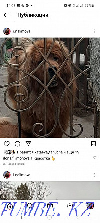 Tibetan mastiff Almaty - photo 4