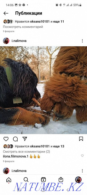 Тибет мастифі  Алматы - изображение 1