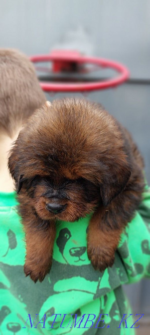 Тибет мастифі  Алматы - изображение 3