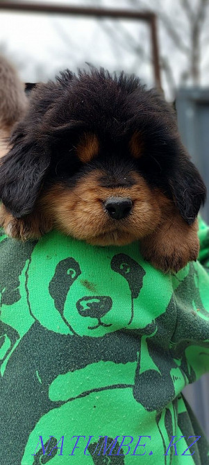 Тибет мастифі  Алматы - изображение 2