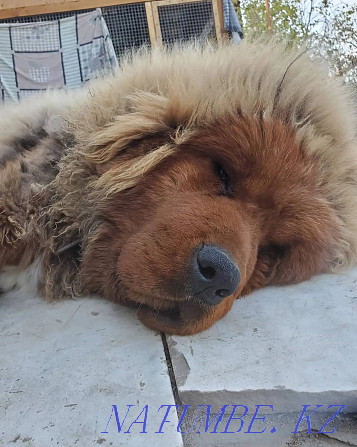Looking for a home for a Tibetan Mastiff. Almaty - photo 1