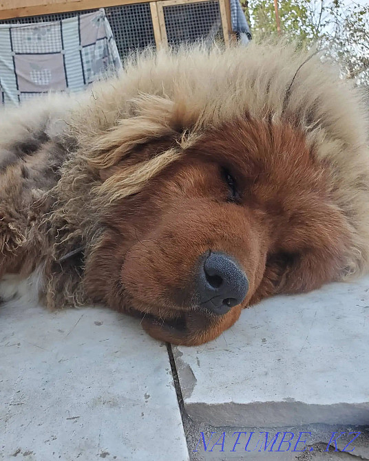 Ищем дом тибетскому мастифу. Алматы - изображение 1