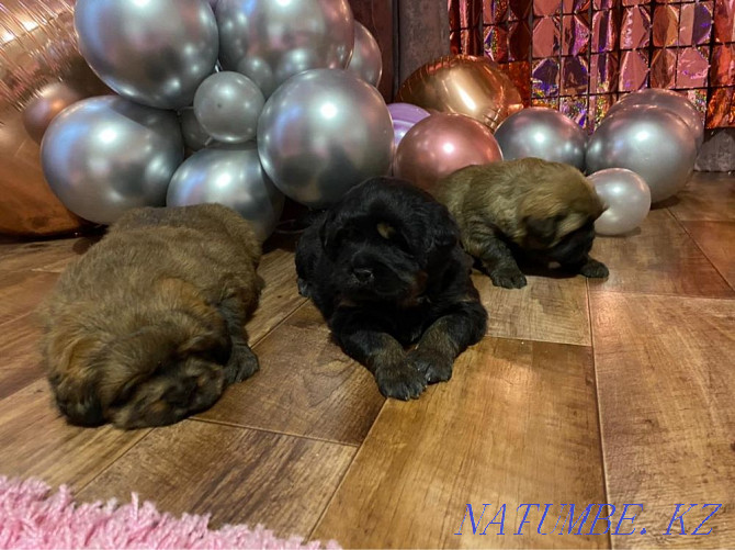 High Breed Tibetan Mastiff Puppies Almaty - photo 5