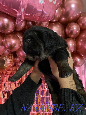 High Breed Tibetan Mastiff Puppies Almaty - photo 1