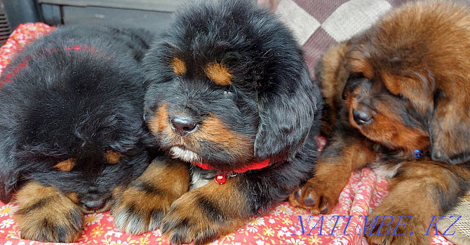 Tibetan mastiff Almaty - photo 1