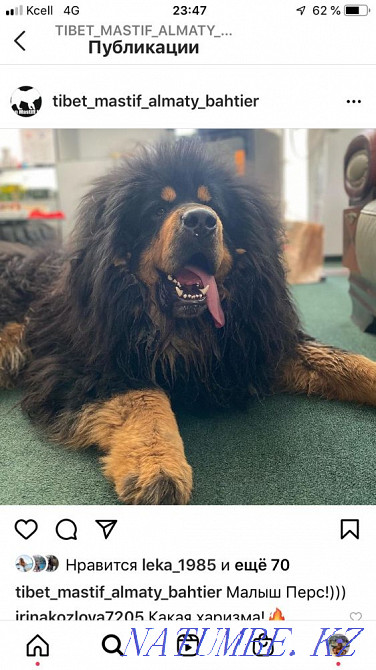Тибет мастифінің күшіктері  Алматы - изображение 3