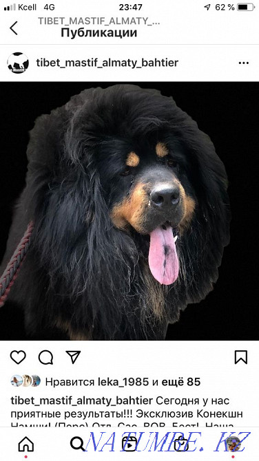 Тибет мастифінің күшіктері  Алматы - изображение 2