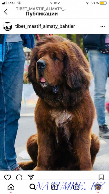 Высокопородные Щенки Тибетского мастифа Алматы - изображение 3