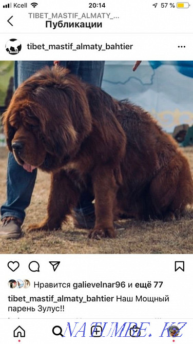 Высокопородные Щенки Тибетского мастифа Алматы - изображение 2