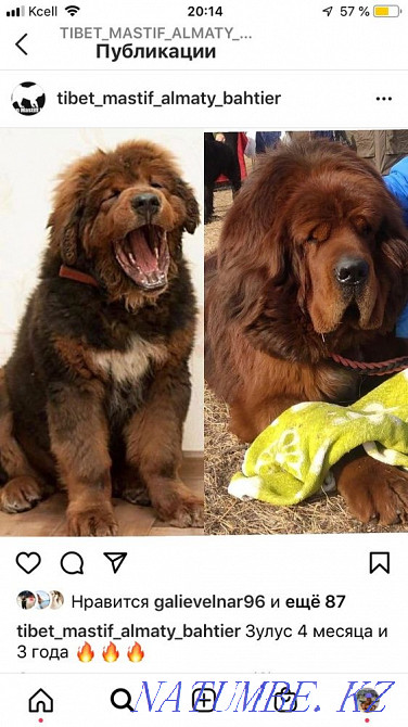 Высокопородные Щенки Тибетского мастифа Алматы - изображение 1