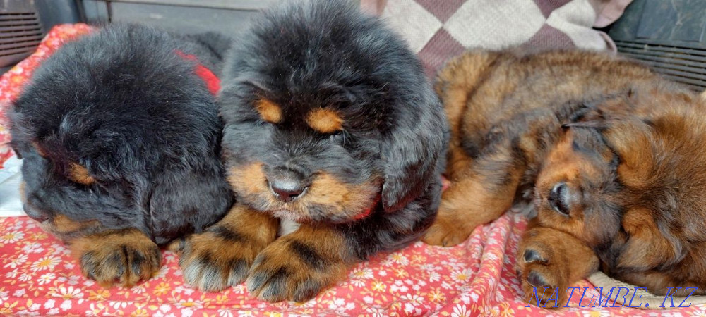 Тибет мастифінің күшіктері  Алматы - изображение 1