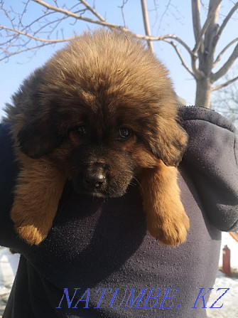 Tibetan mastiffs Almaty - photo 1