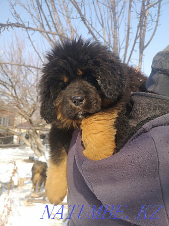 Tibetan mastiffs Almaty - photo 3